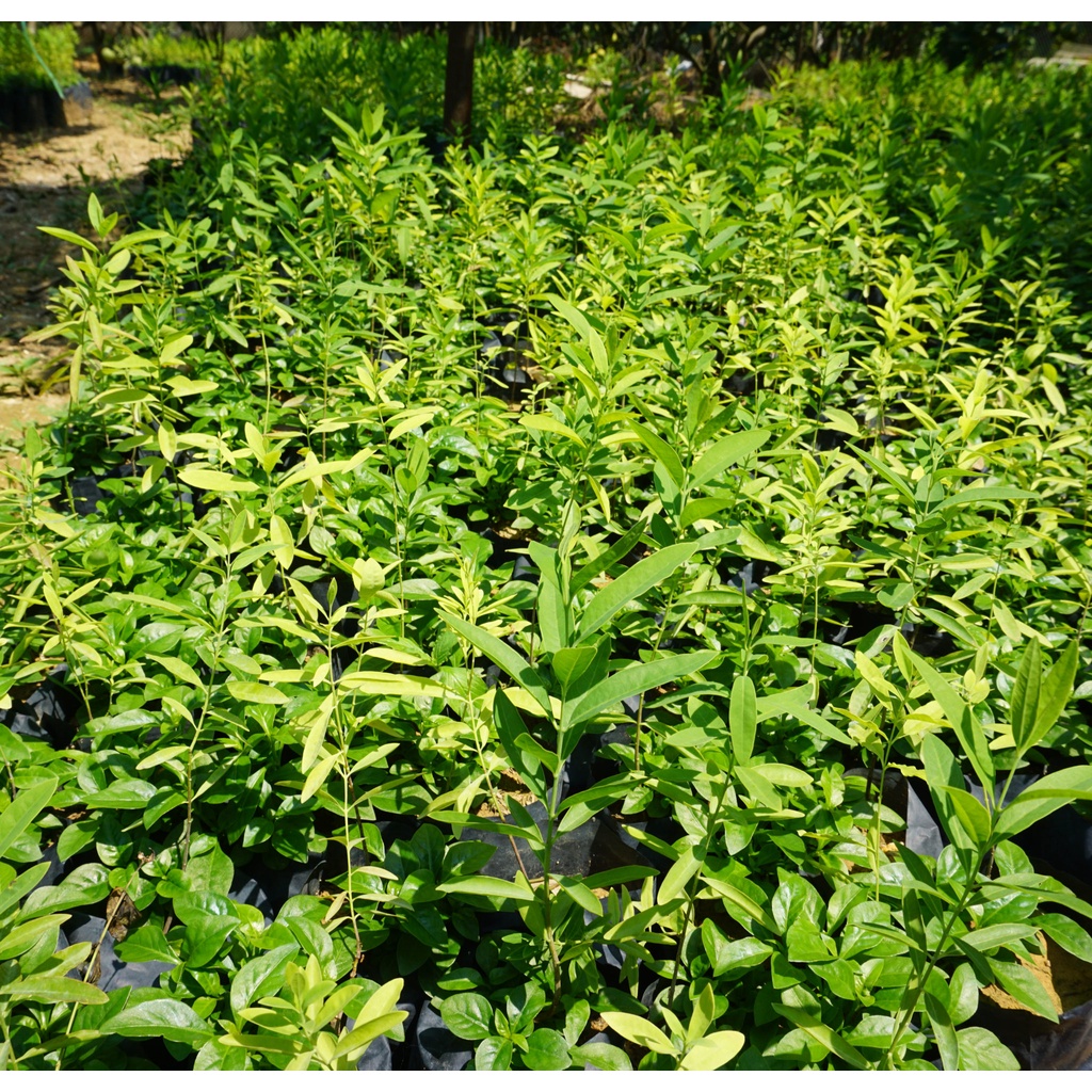 Cây giống đàn hương trắng Ấn Độ ( cây siêu đẹp)