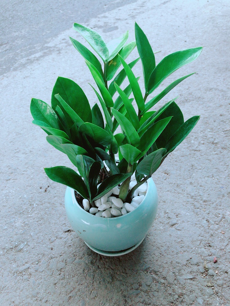 Chậu Kim Tiền Thái
