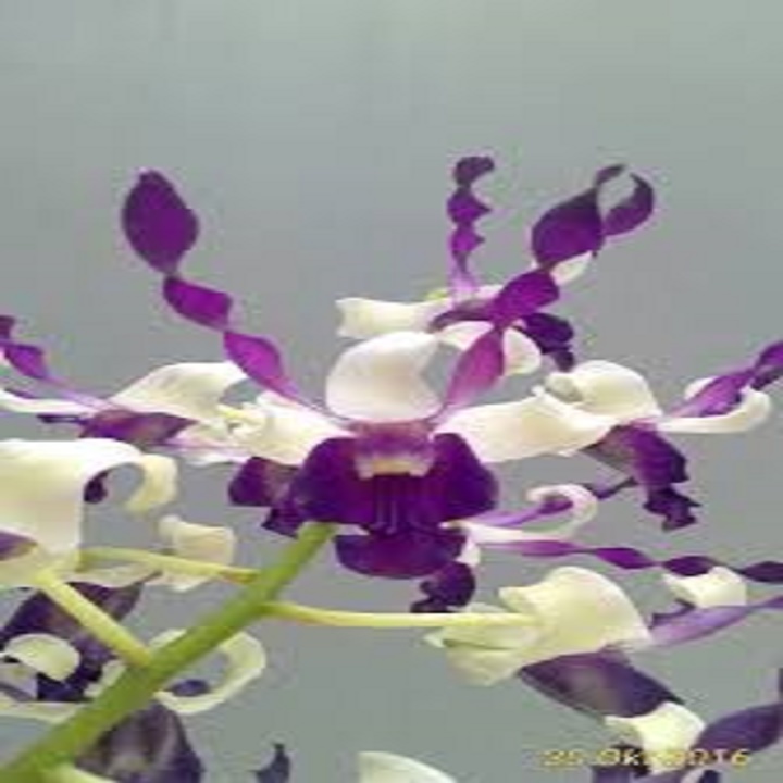 cây giống dendro nắng thơm đủ màu, siêu hoa, hoa siêu thơm - cgdrndm