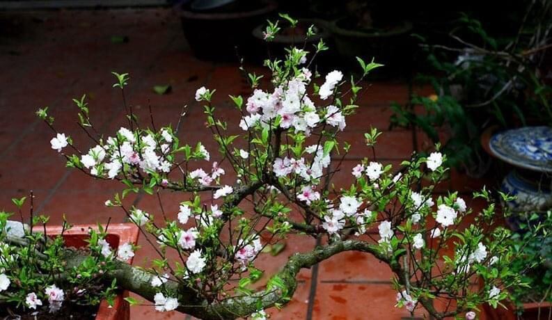 Cây giống nhất chi mai