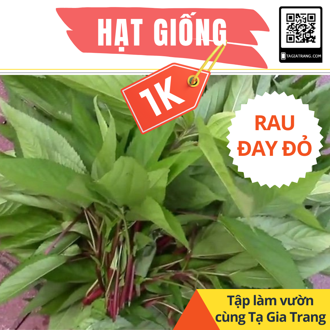 Deal 1K - Gói 100 hạt giống rau đay đỏ - Tập làm vườn cùng Tạ Gia Trang