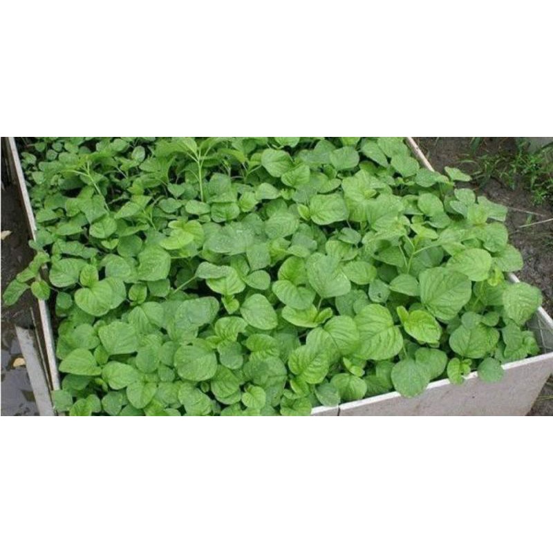 Hạt Giống Rau Dền Cơm HN-168 gói 10g