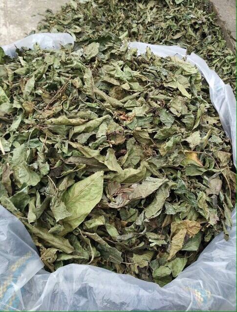 Combo 2kg Xạ đen Hoà Bình (cả thân và lá) -Đặc sản Hòa Bình 28