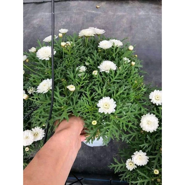 Cúc hoạ mi thân gỗ (cây giống)