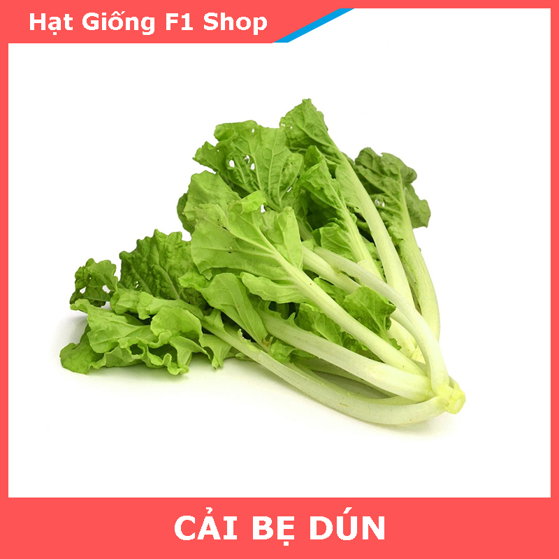 Hạt Giống Cải Bẹ Dún Dễ Trồng 10 Gam