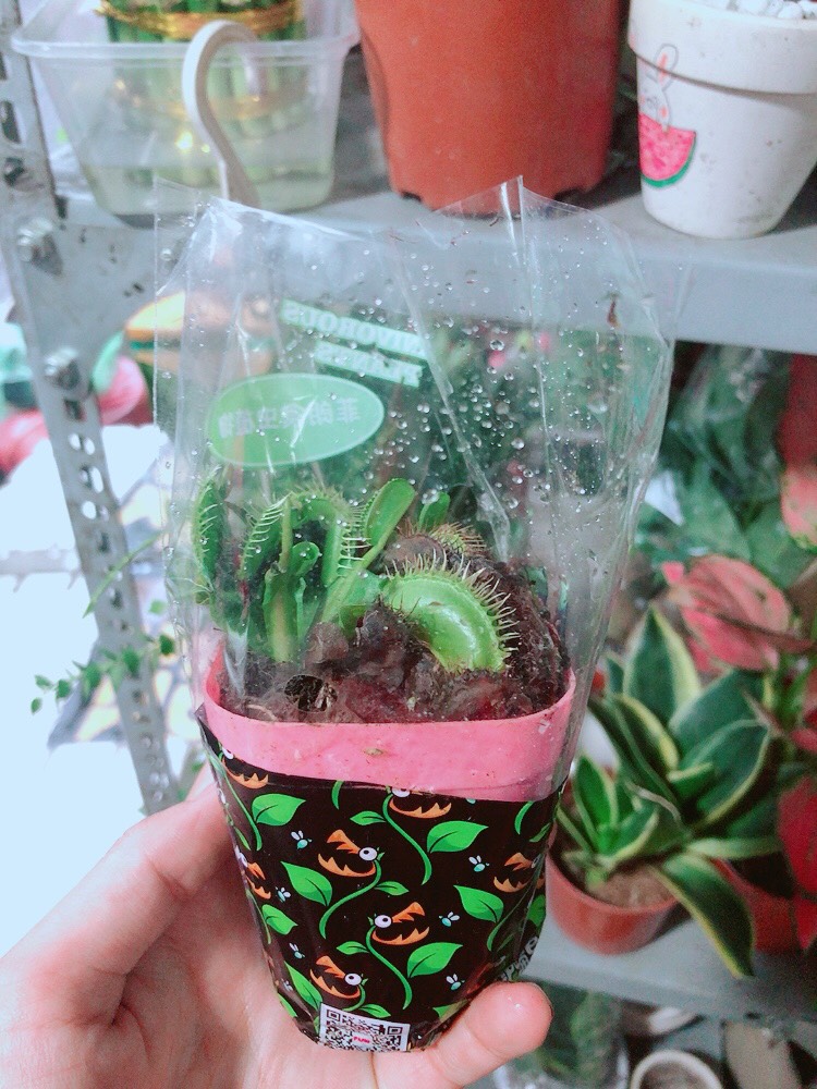 Chậu Cây Bắt Mồi