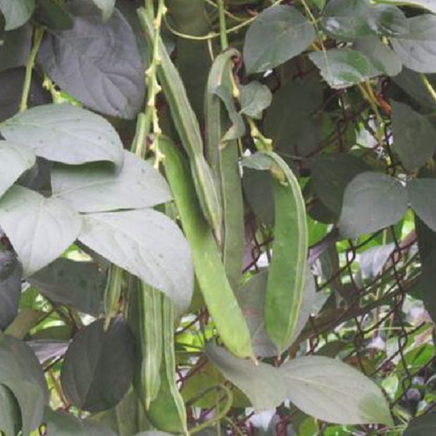Hạt giống đậu hồng ngự-gói 5 hạt