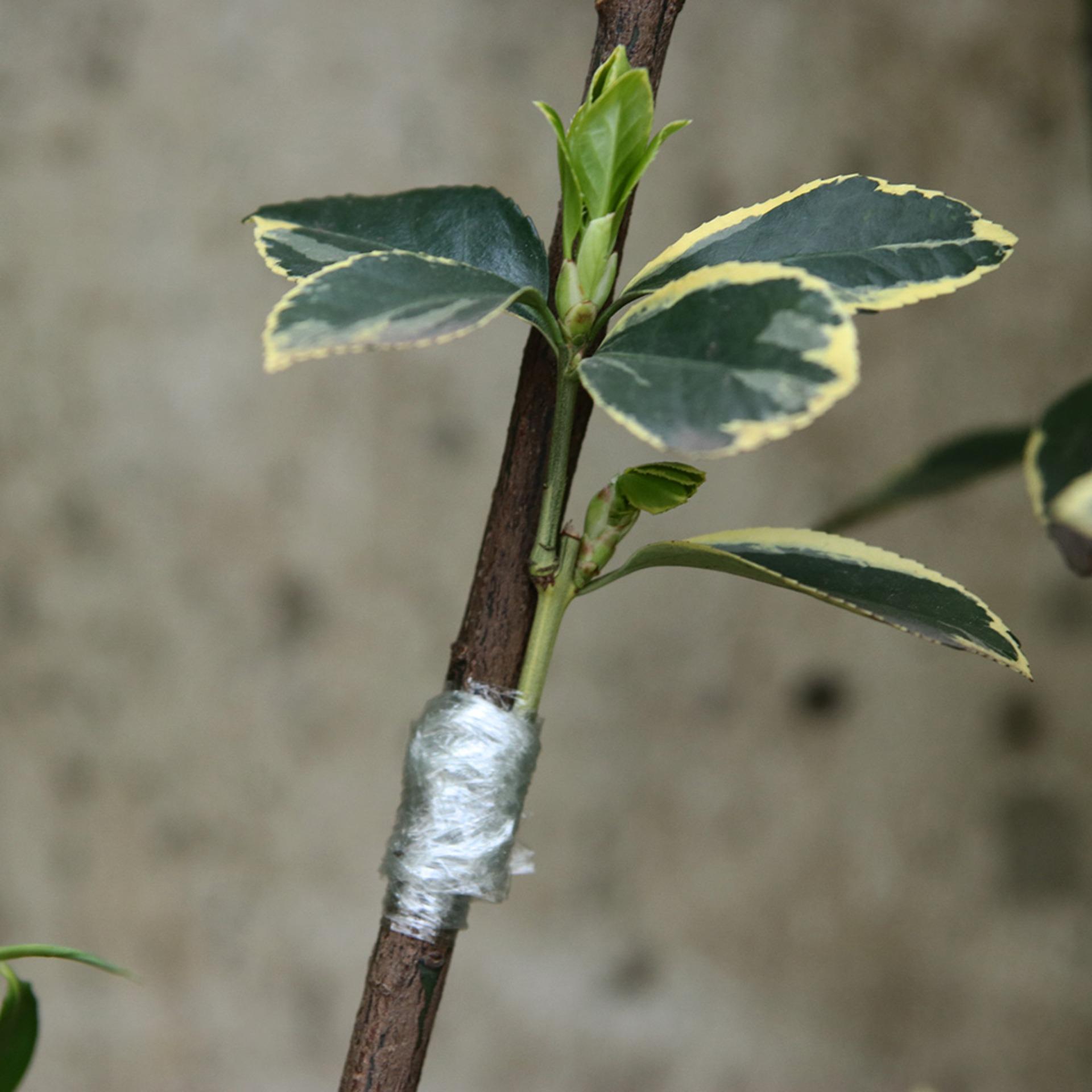 Băng ghép cây cuộn xanh 2cm