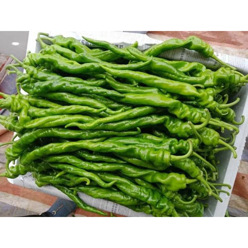 50H - Hạt Giống Ớt Cá Ngựa Nhập Khẩu