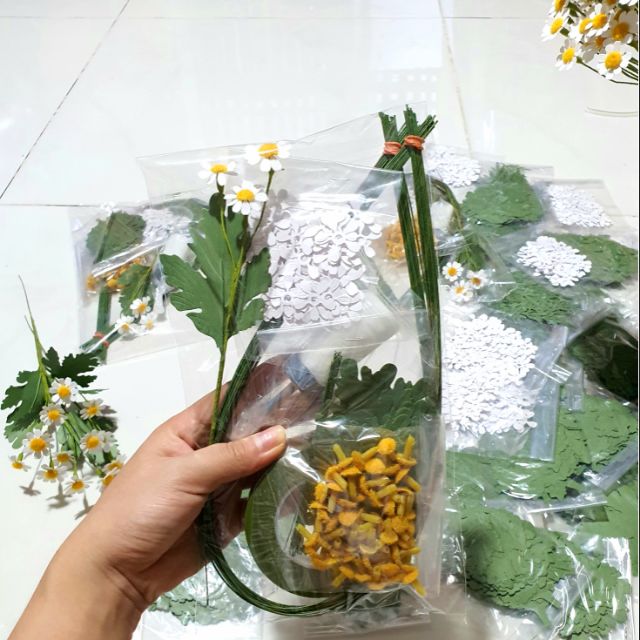 Hoa giấy cúc Tana (có nhiều lựa chọn)