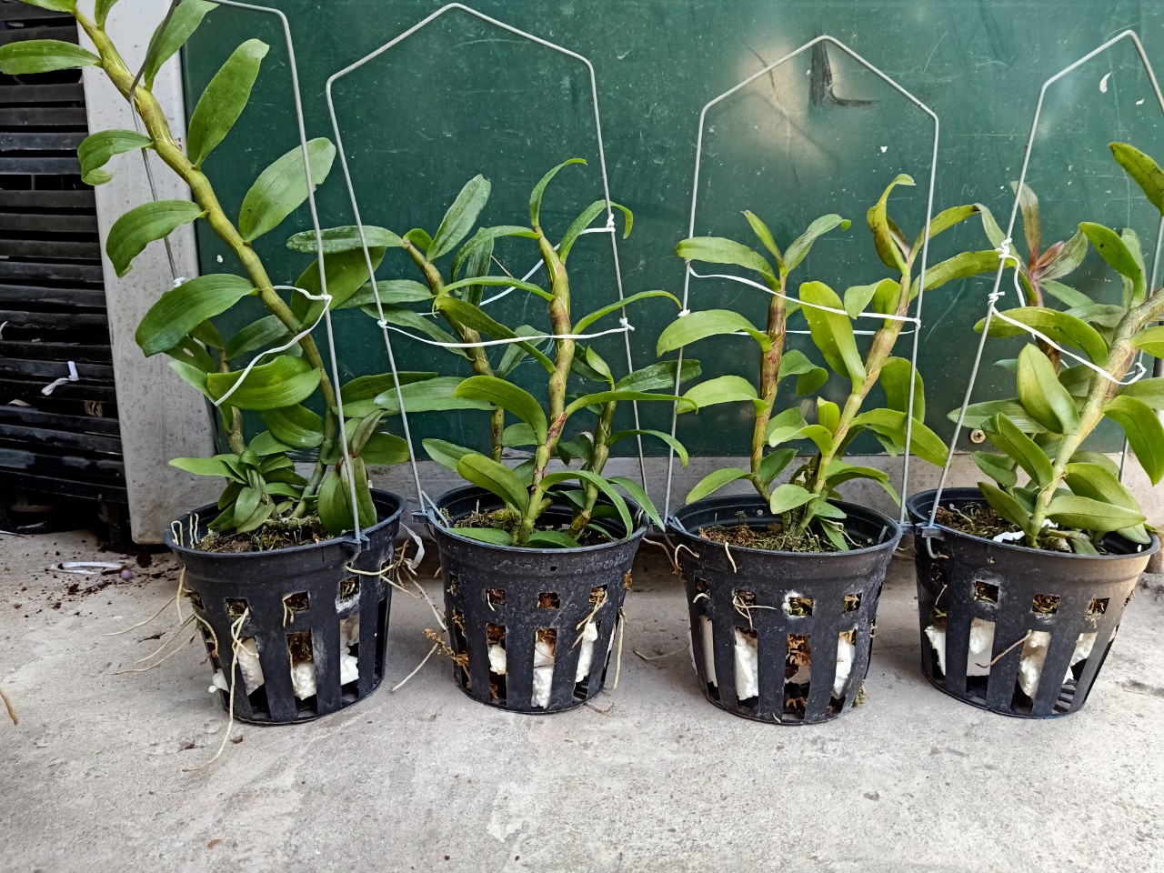 Phi Điệp Hồng Bích Quyết CÂY RA CHAI NĂM HAI