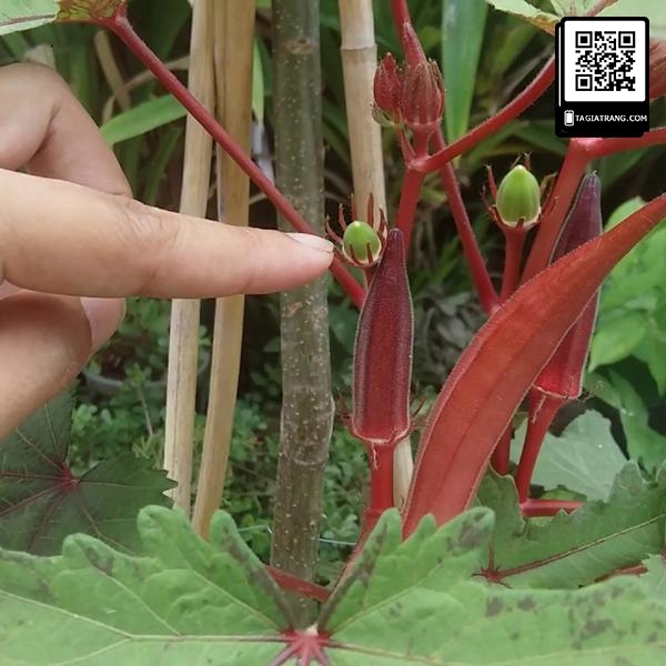 Hạt giống đậu bắp tím (mướp tây - đậu bắp đỏ) - Shop hạt giống Tạ Gia Trang