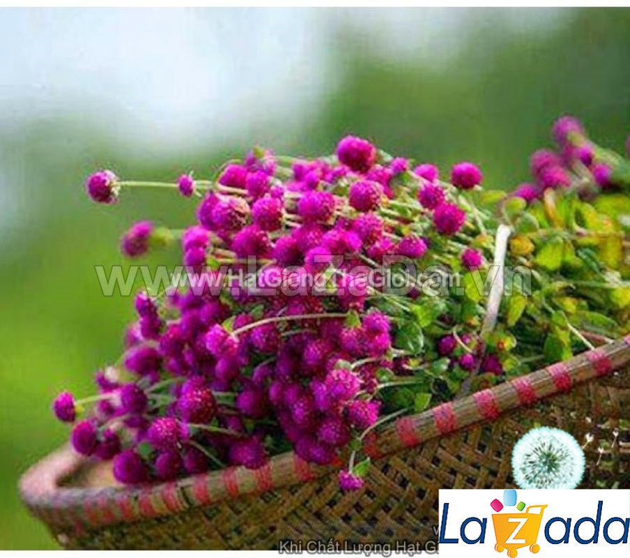 100h Hạt Giống Hoa Cúc Bách Nhật Tím (C2.204| -KD: B26*V72*M174)