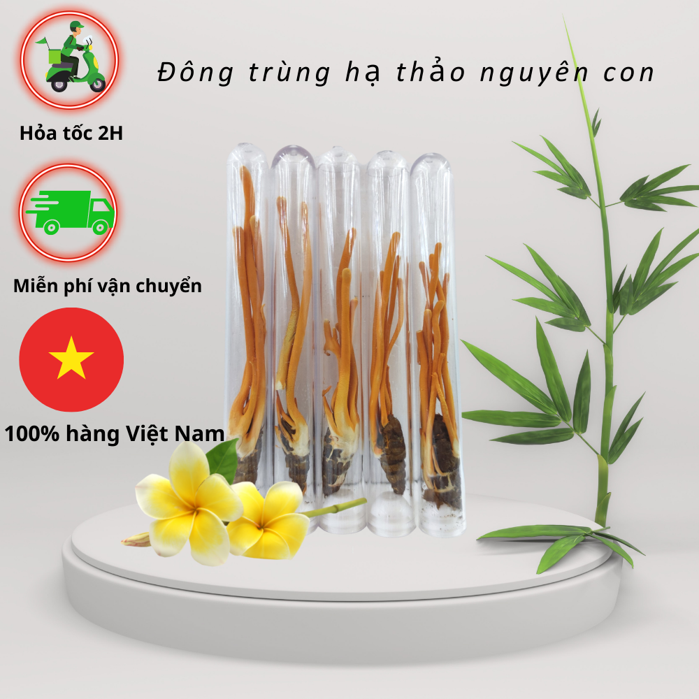 Đông trùng hạ thảo nguyên con 30con