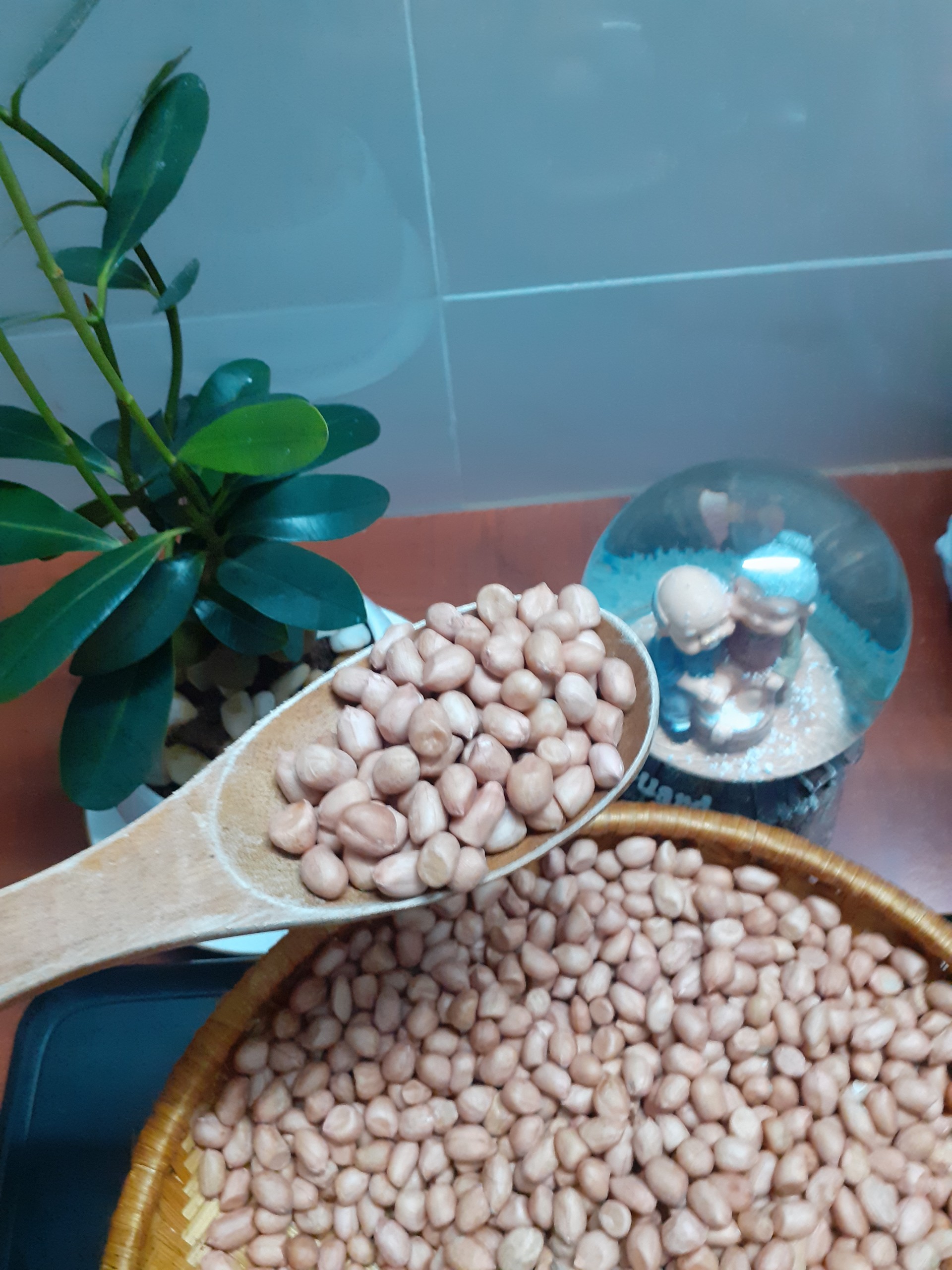 đậu phộng quê hương (hạt lạc sống)