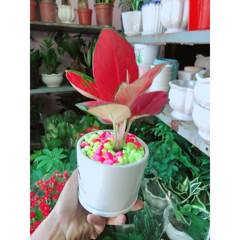 Chậu Cây Huyết Rồng Đỏ