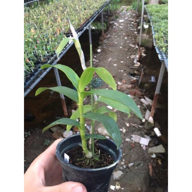 Hoa phong lan trầm rồng đỏ siêu đẹp