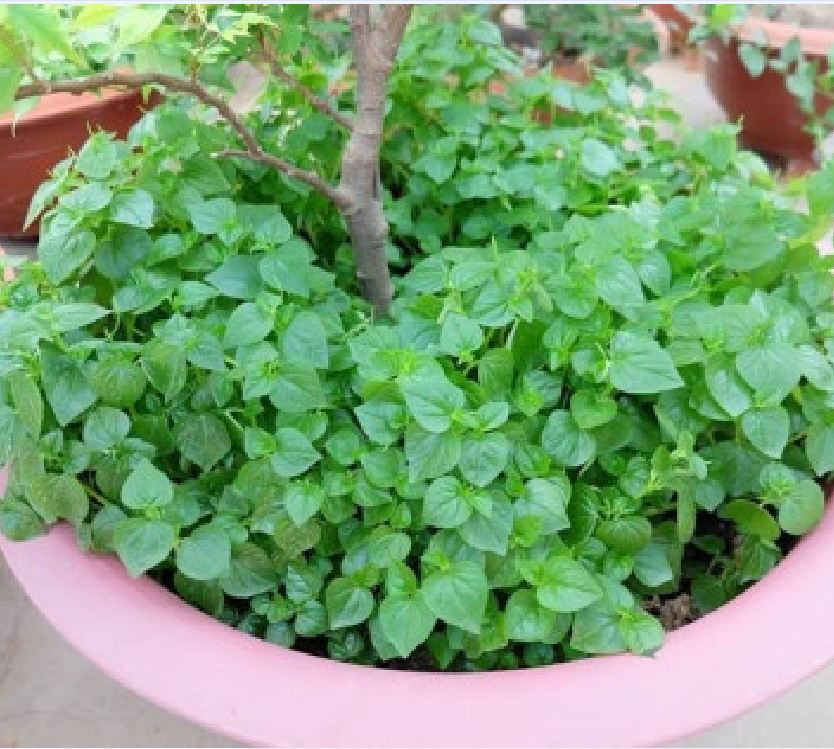 Hạt Giống Rau Càng Cua - gói 0.5gram ( 2000 hạt )