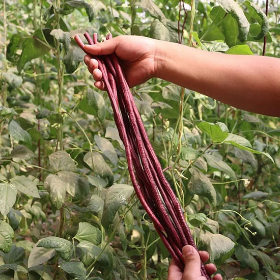 Hạt giống đậu đũa đỏ Mỹ - 1 gói 3gram