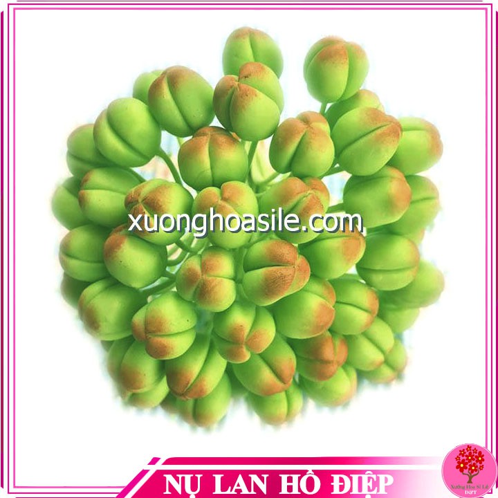 Nụ lan hồ điệp , nụ lan đất sét