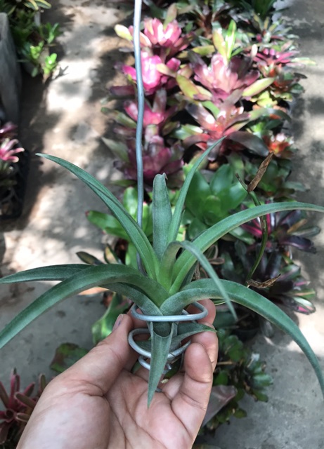 Cây Không Khí Tillandsia Flexuosa