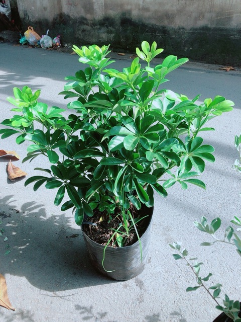 Cây Ngũ Gia Bì Size Lớn