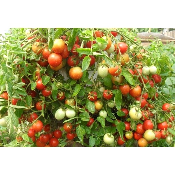 Hạt giống cà chua bi lùn lai , quả tròn, nhỏ, màu đỏ, mọc thành từng chùm rất đẹp, thu hoạch 65-70 ngày, trái sai