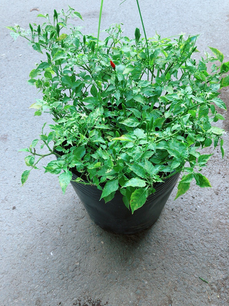 [HCM]Bụi Ớt Hiểm