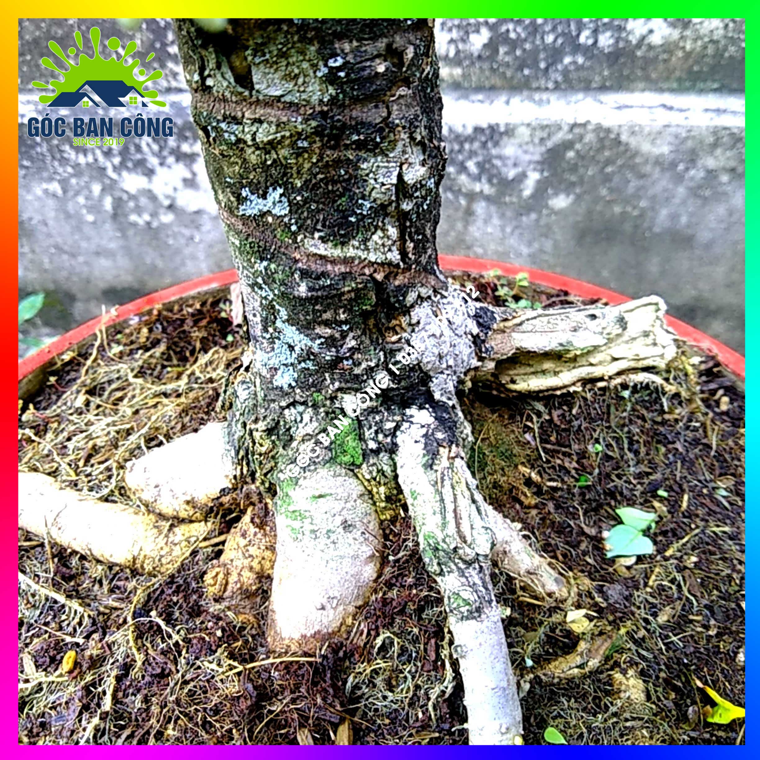Mai Chiếu Thủy Kim Giòn Bonsai Mini - CTBS01