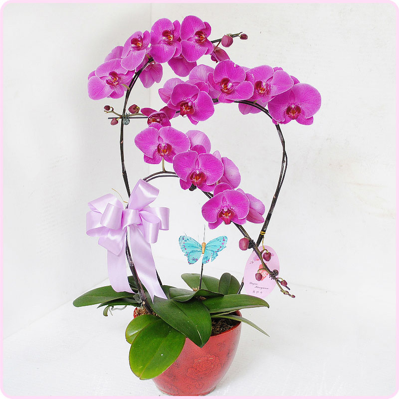 Hạt giống Lan hồ điệp F1