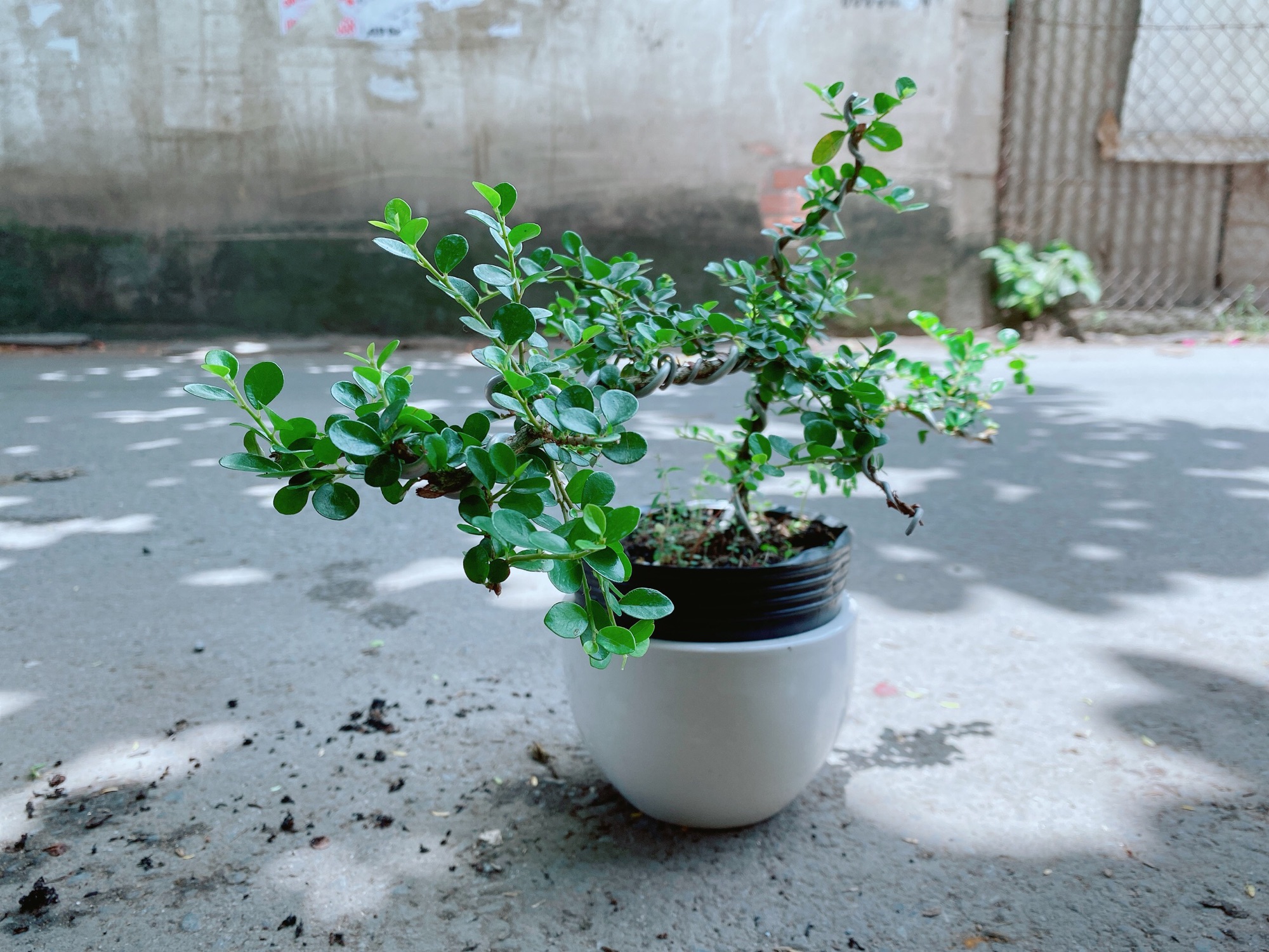 Chậu Linh Sam Bonsai