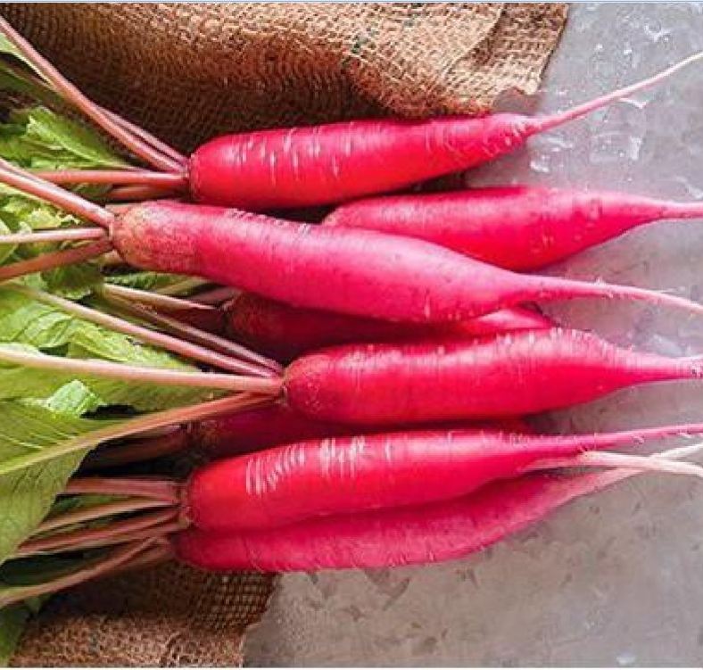 Hạt giống củ cải dài đỏ - Gói 2gram