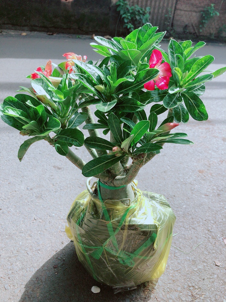 Cây Sứ Thái Gốc Đẹp