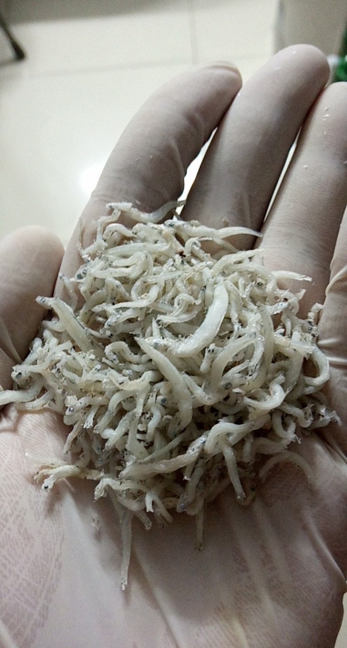 Bịch 1kg Cá Cơm Sữa Ngần ( Đặc Sản Phú Yên ) Thơm Ngon Nhà Làm
