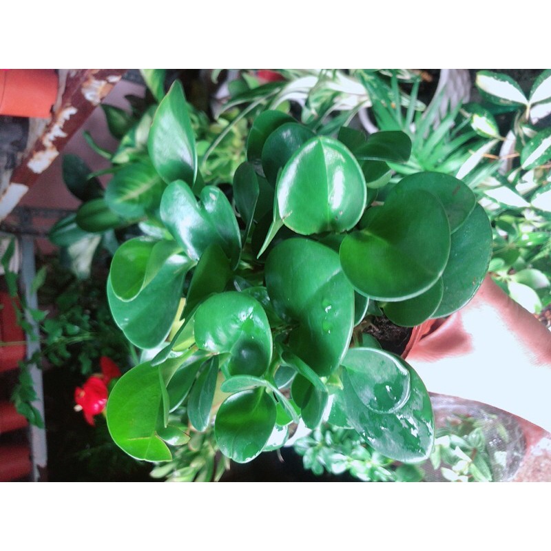 [HCM]Cây Trường Sinh