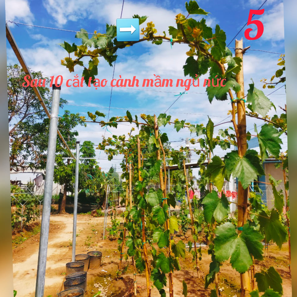 Cây Nho Giống Đỏ Leo Giàn Ninh Thuận