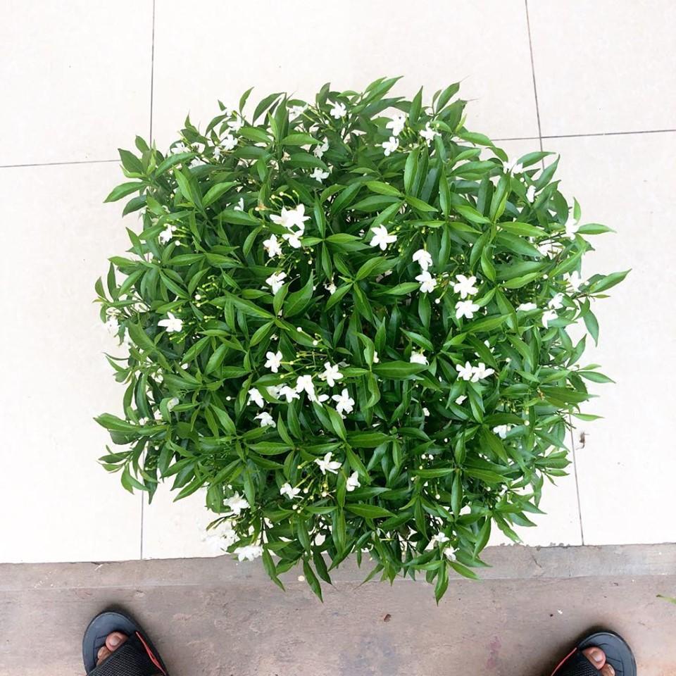 Cây mai Vạn phúc đẹp chuẩn