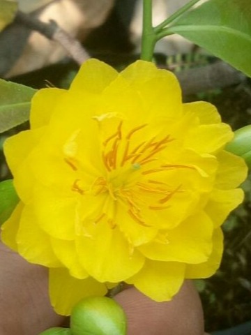 2026 Fragrant Apricot Tree Is 45-60cm Tall