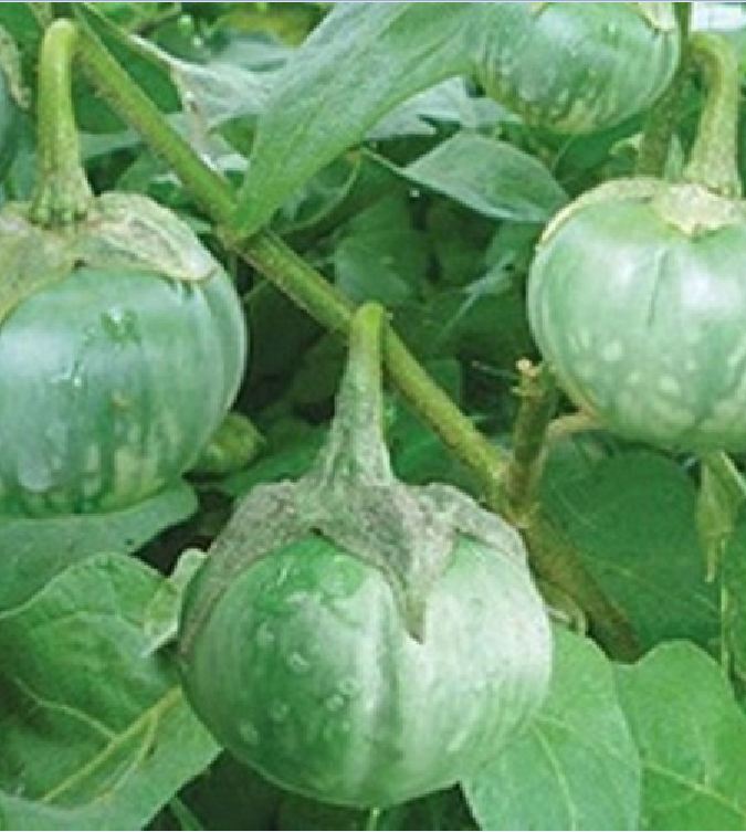 "Gói 0,5gram " Hạt giống Cà bát ta da ếch