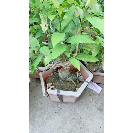 Lộc Vừng Bonsai