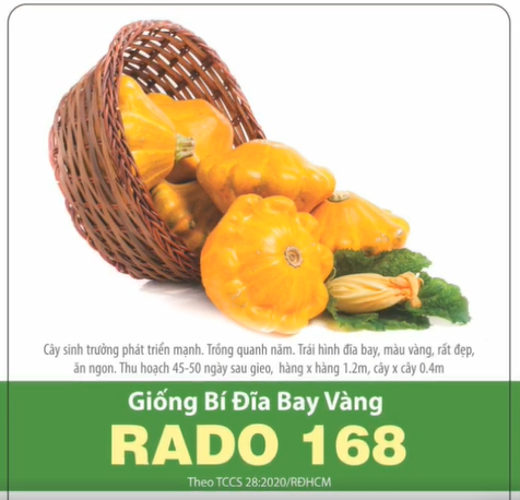 Hạt Giống Bí Đĩa Bay Vàng (1gr)