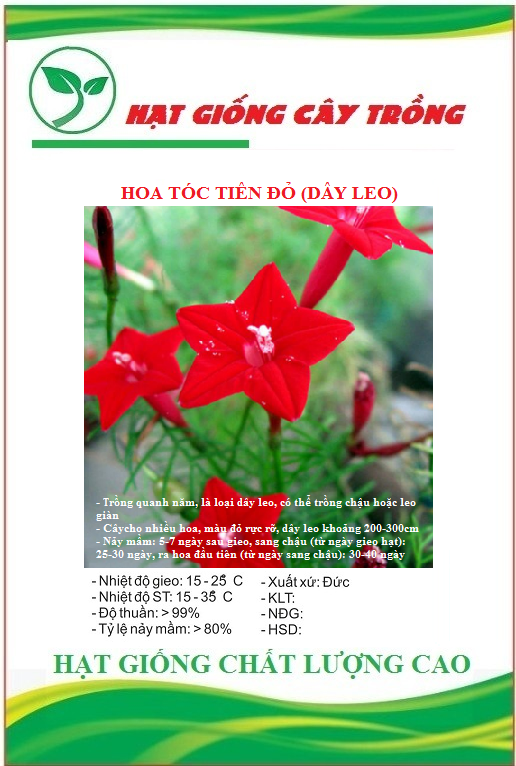 Hạt giống hoa tóc tiên đỏ ct489 - gói 10 hạt