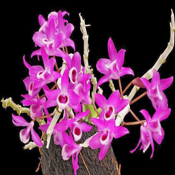 Hoa lan - trầm tím lào (cây cao 25cm, khỏe, bộ đẹp)