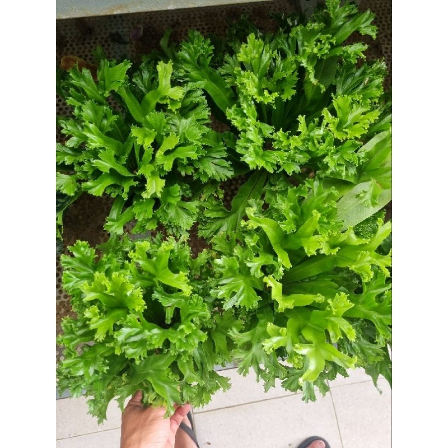 Cây dương xỉ đuôi phụng