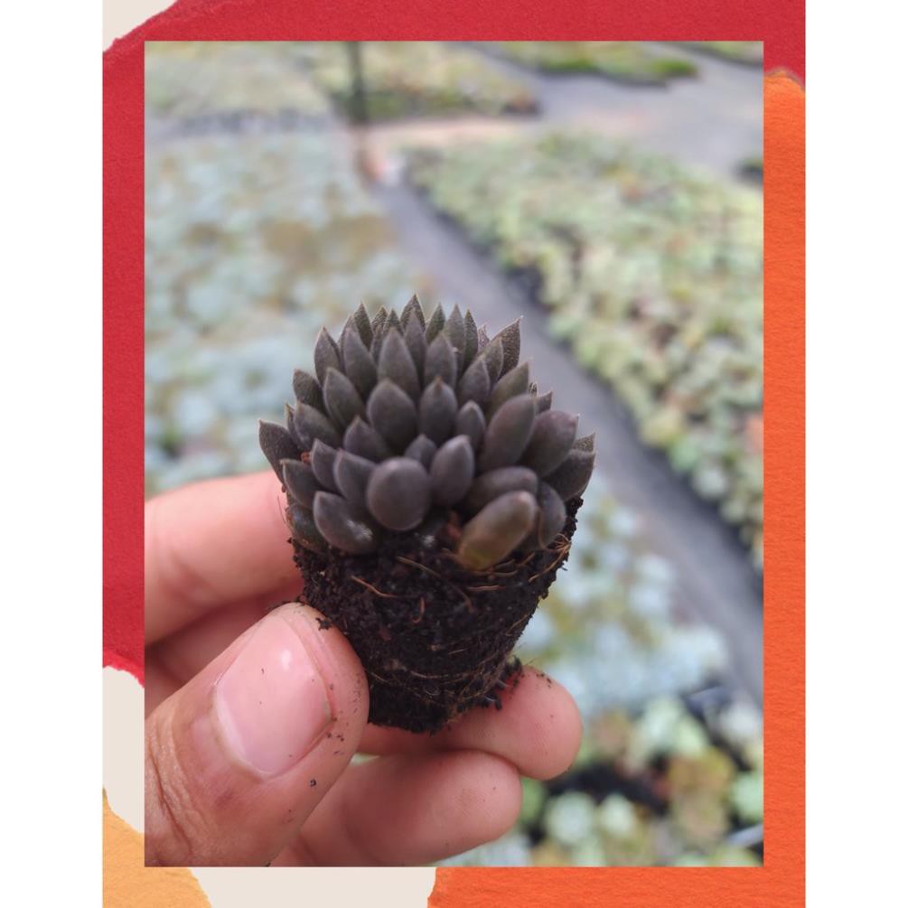 SEN ĐÁ NHÍM ĐEN SIZE MINI SIÊU CUTE