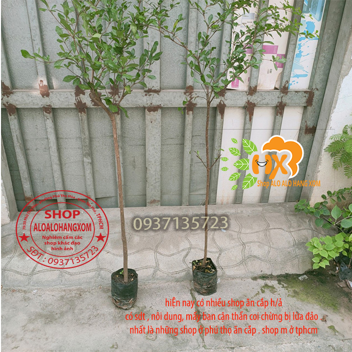 [HCM]cây bàng đài loan cao từ 70-90 cm ( combo 3 cây )