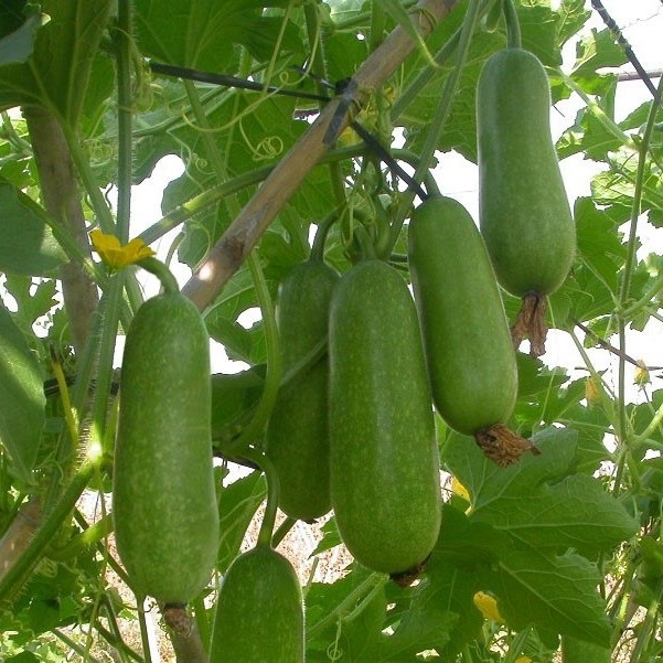 Hạt giống Bí đao xanh F1 giống ngắn ngày kháng bệnh VTP05 | Vạn Tín Store