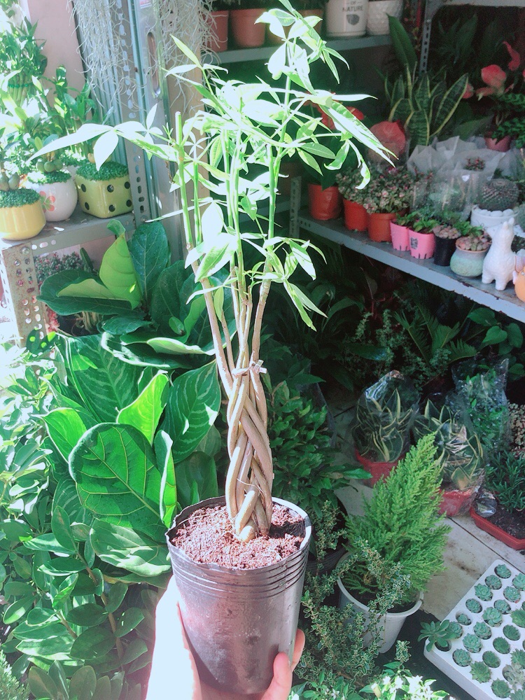 [HCM]Kim Ngân Thắt Bính Mini
