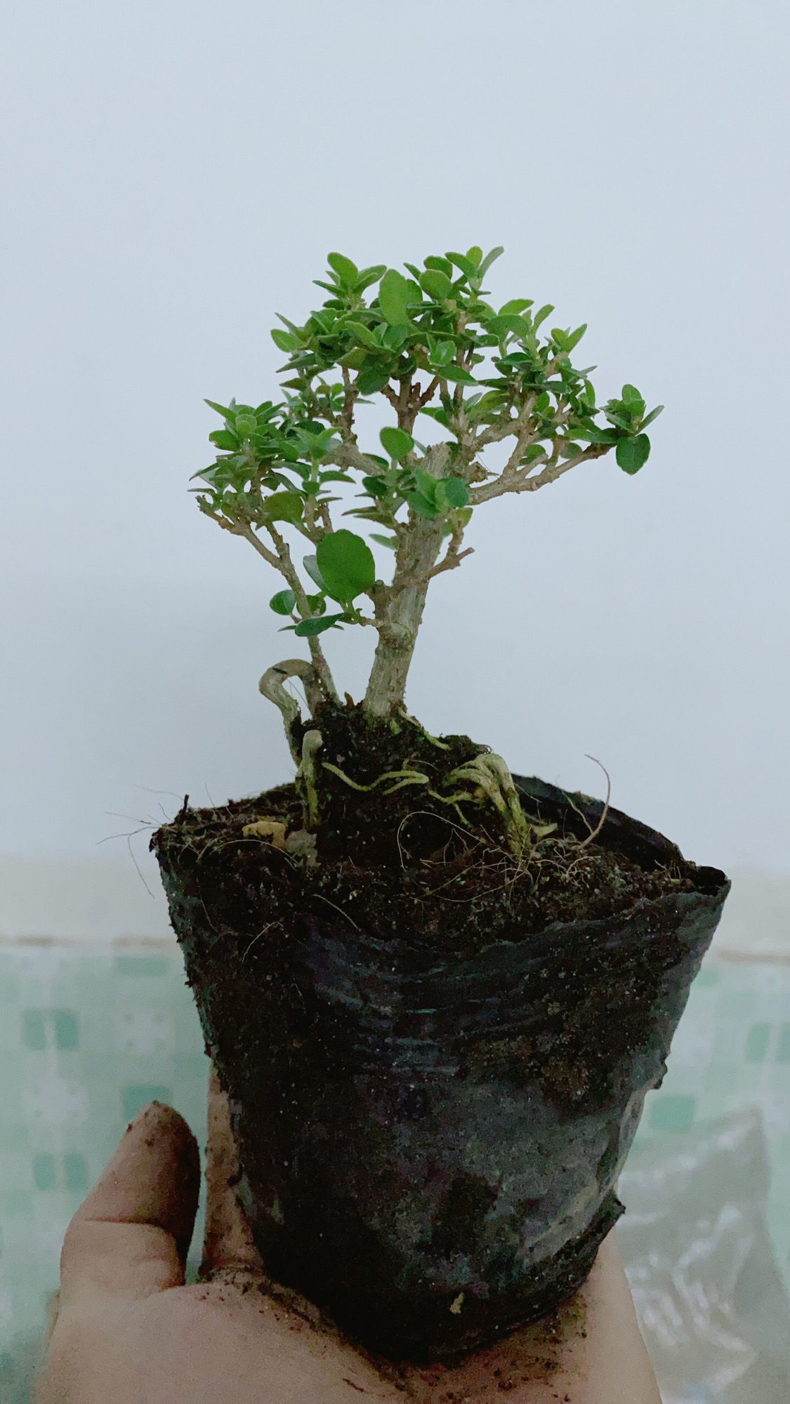 [HCM]Cây Sam Hương Bonsai Mini