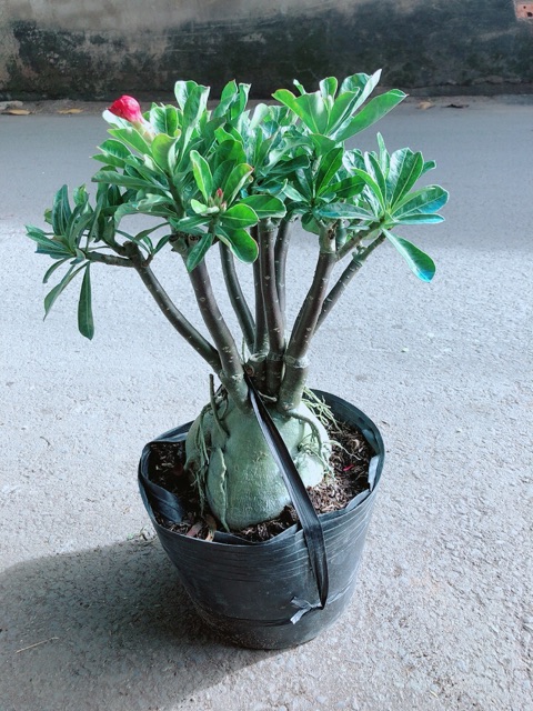 Cây Sứ Thái Hoa Kép Gốc To